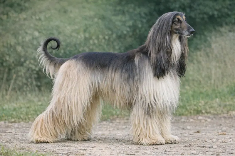 Which dog breed is shown?